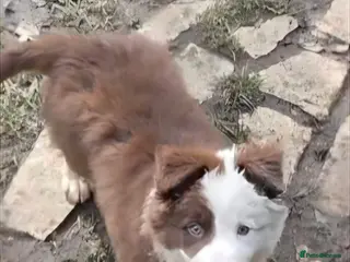 Border Collie dogs Brown and white border collie - Advert 1