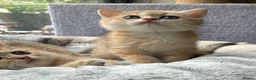 British Shorthair cats for sale: Adorable pure  golden British shorthair kittens - Advert 8