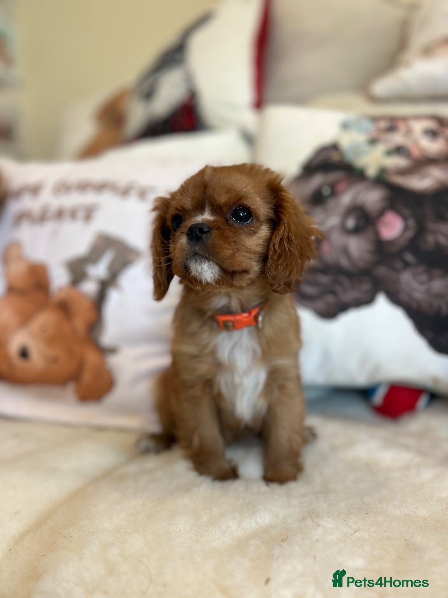 Cavalier King Charles Spaniel dogs We have two deep red Cavaliers available - Advert 1