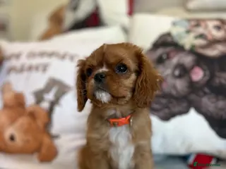 Cavalier King Charles Spaniel dogs We have two deep red Cavaliers available - Advert 1