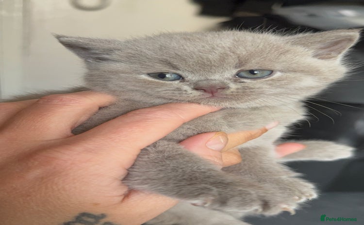 British Shorthair cats - Advert 6