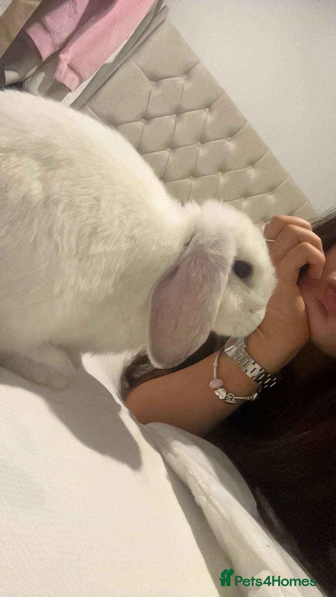 Mini Lop rabbits for sale: Mini lop rabbit - Image 2