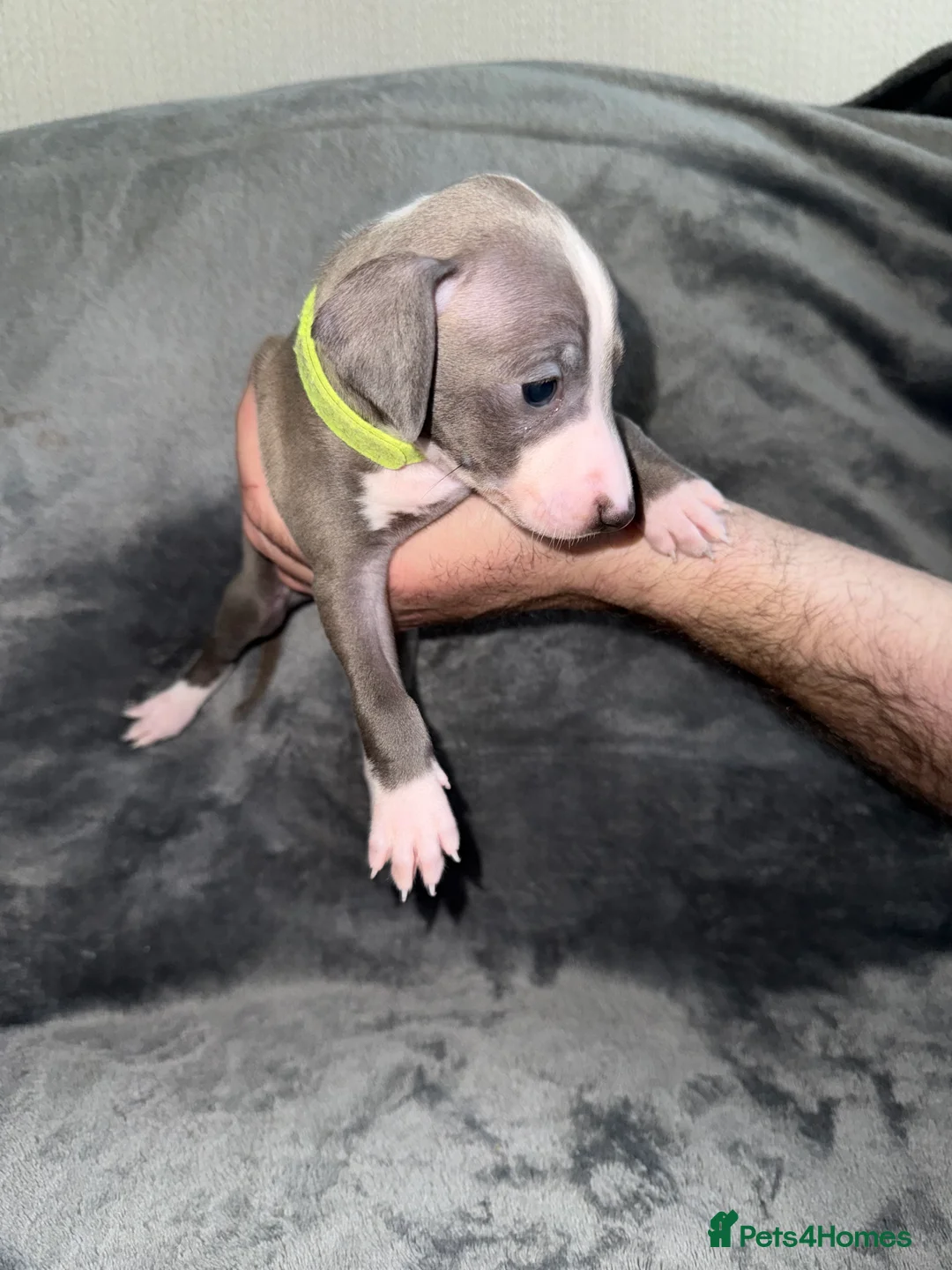 Italian Greyhound dogs for sale: 2 LEFT KC Italian greyhound puppies  - Advert 40