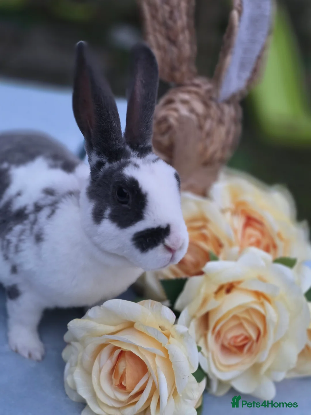 Rex rabbits for sale: Broken Blue Mini Rex Buck - Advert 3