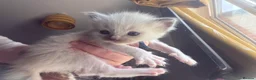 Ragdoll cats for sale: Beautiful Ragdoll 5 kittens  in Cwmbran - Advert 4