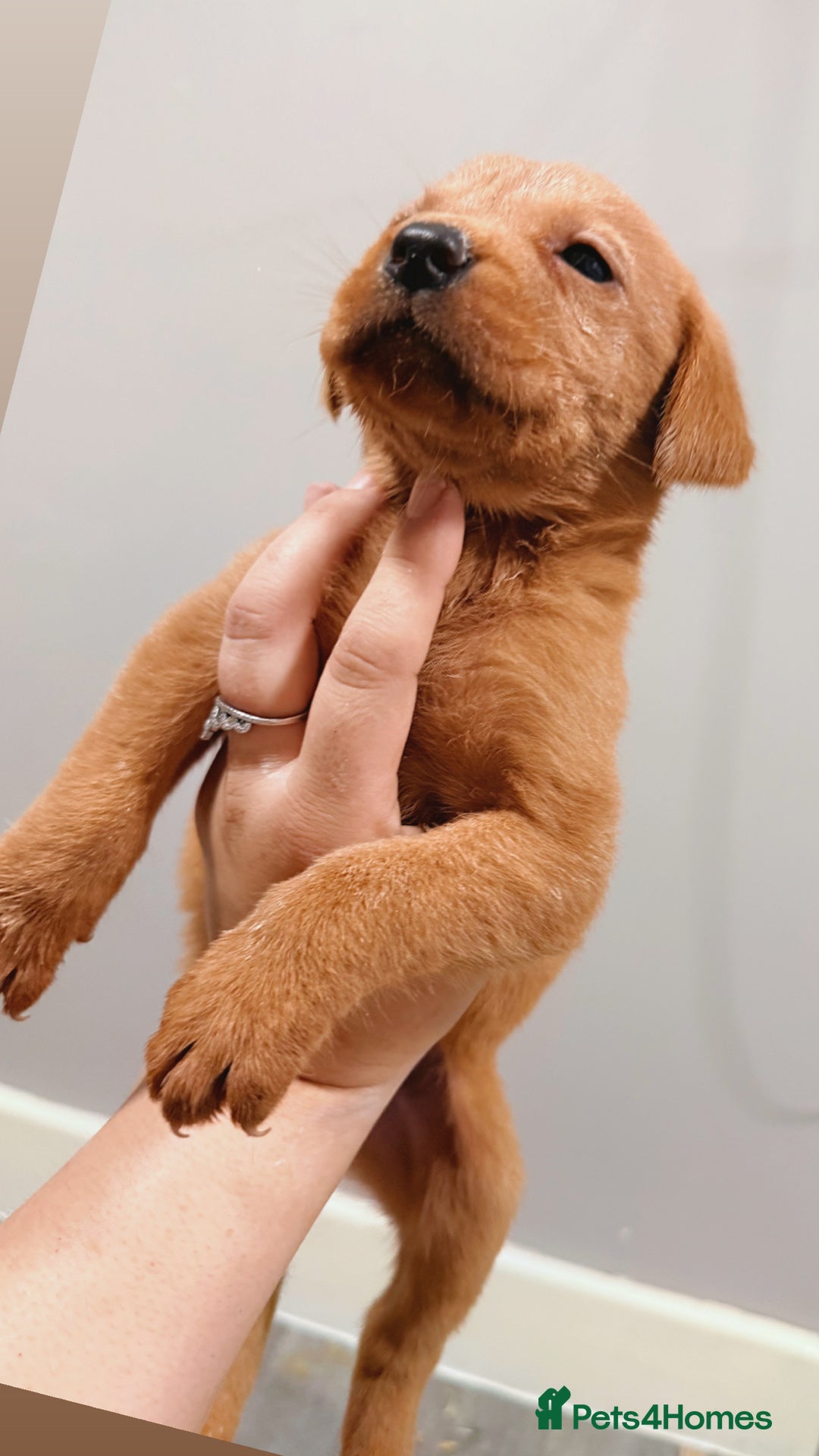 Labrador Retriever dogs for sale: Beautiful, fox red labradors - Advert 31