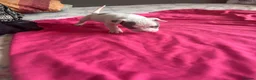 American Bully dogs for sale: Stunning American bully puppies for sale  - Advert 12