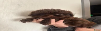 Shih Tzu 3