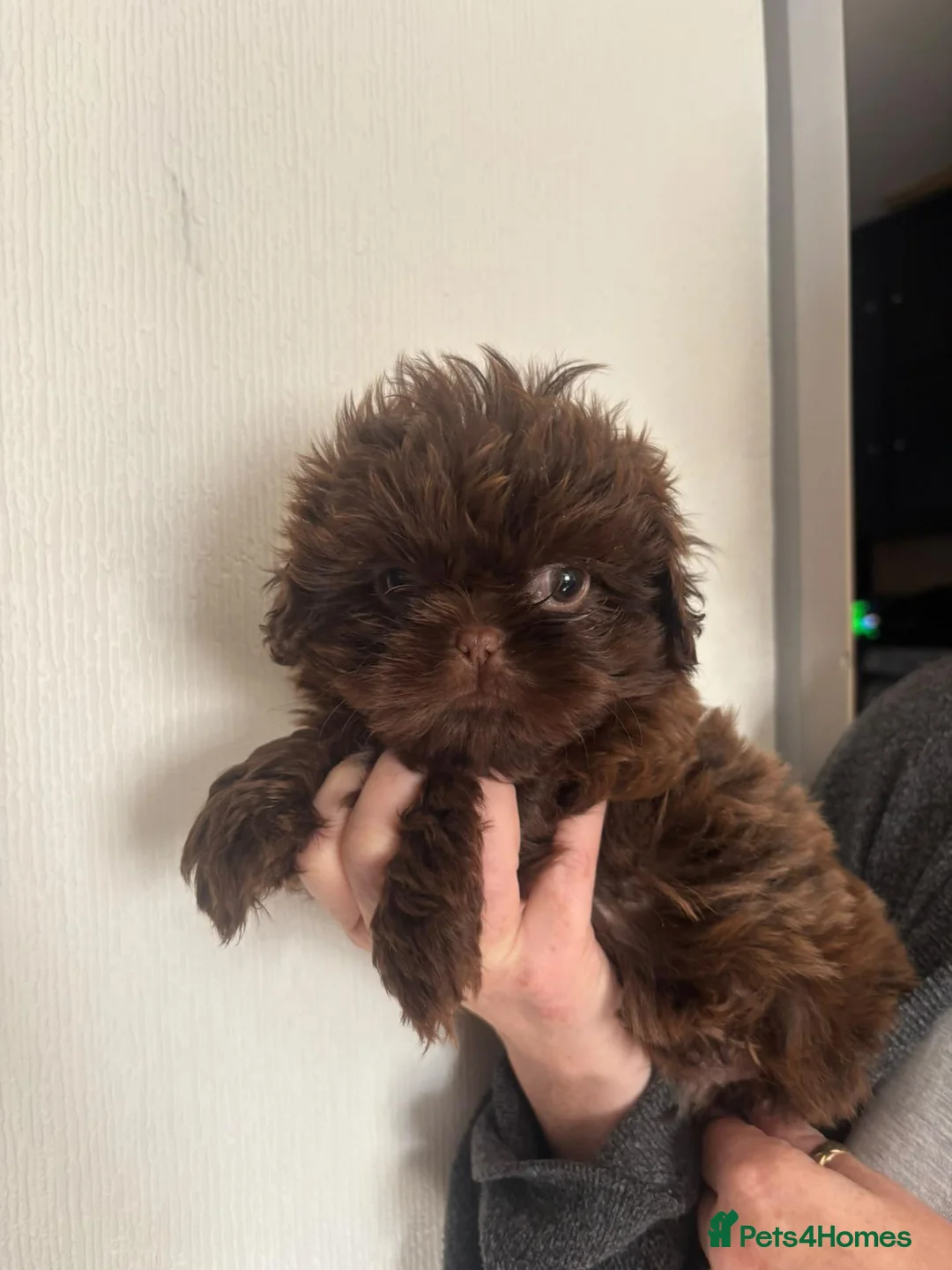 Shih Tzu dogs for sale: 4 gorgeous boys  - Advert 11