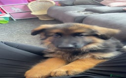 German Shepherd dogs for sale: Stunning german shepherd male puppy💙 - Image 3