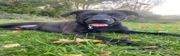 Mixed Breed dogs for adoption: 5 year old male looking for a loving home  in Rotherham - Advert 4