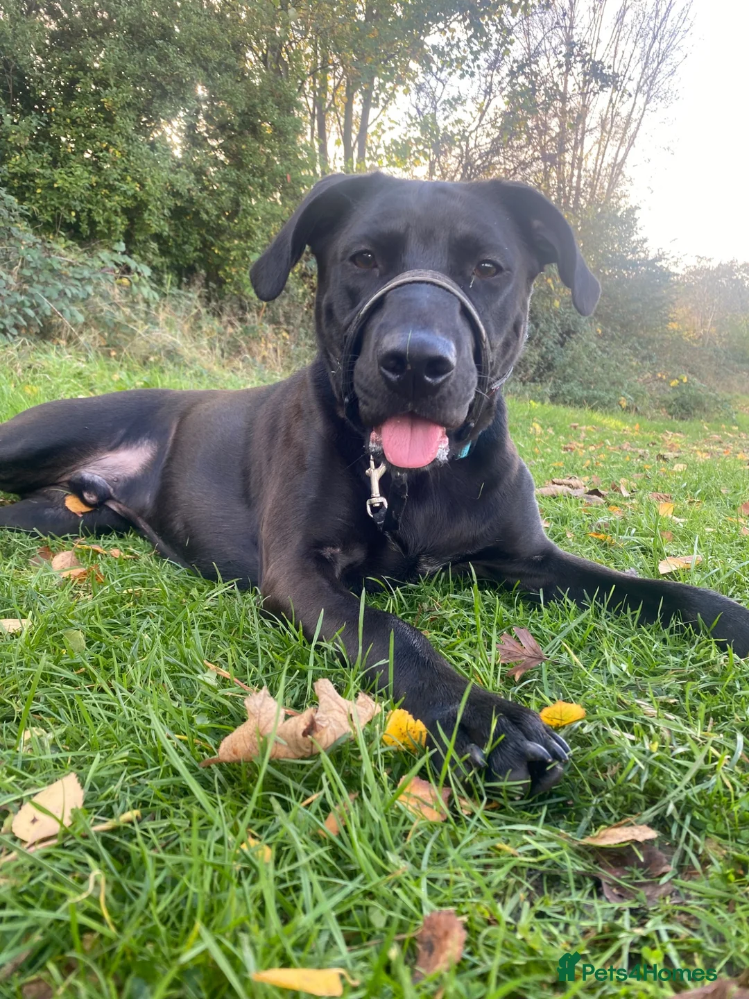 Mixed Breed dogs for adoption: 5 year old male looking for a loving home  in Rotherham - Advert 4