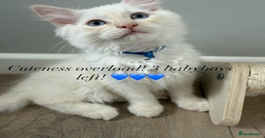 Ragdoll cats in Arundel - Advert 10