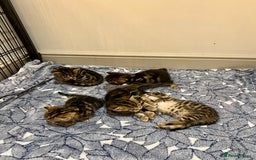 Bengal cats for sale: Stunning litter of Pure Bengals - Image 3