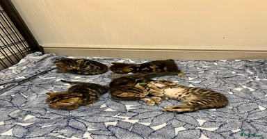 Bengal cats - Advert 3