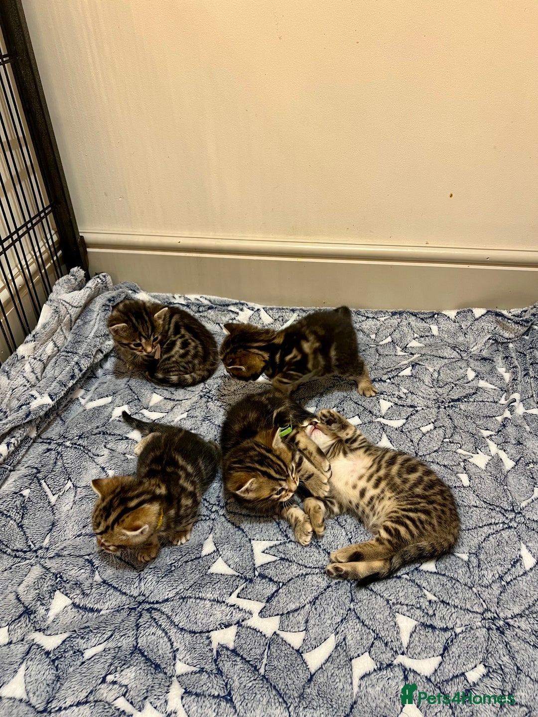 Bengal cats for sale: Stunning litter of Pure Bengals - Image 3