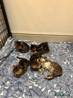 Bengal cats - Advert 16