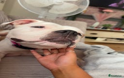 American Bulldog dogs for sale: American bulldogs - Image 3