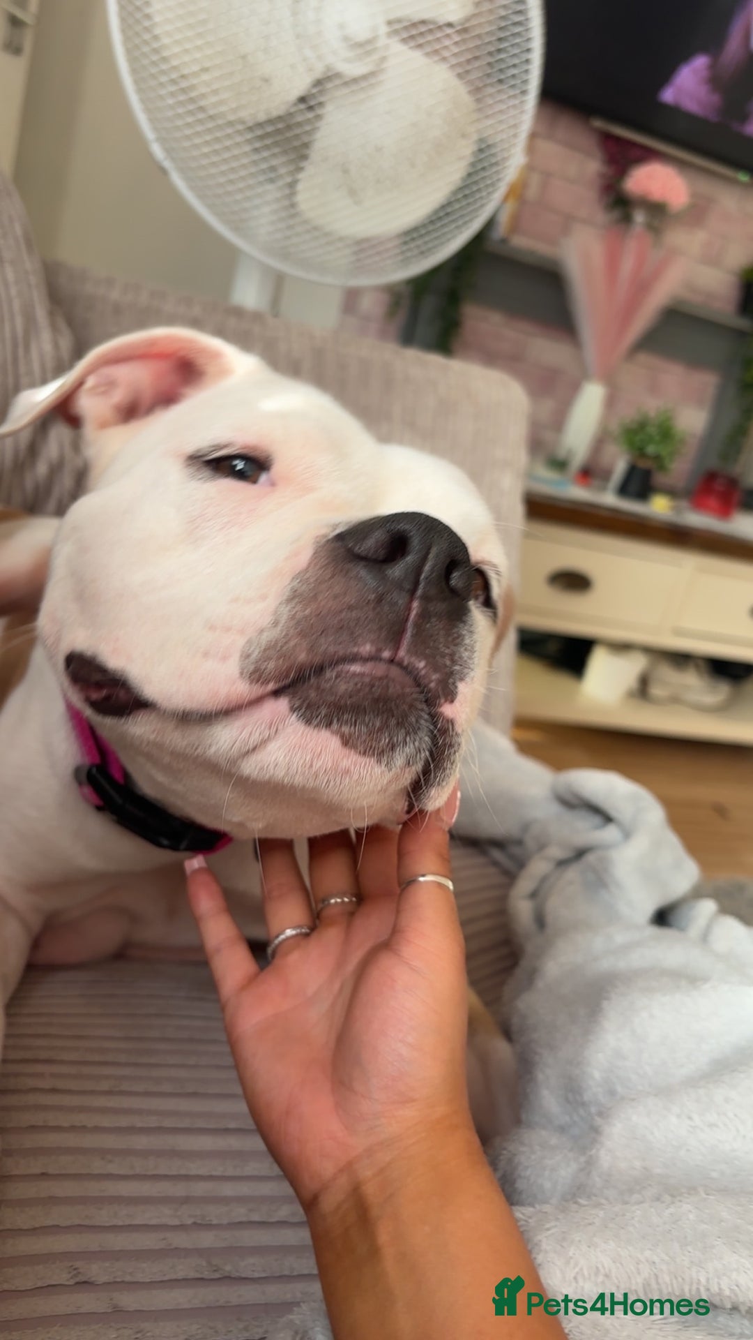 American Bulldog dogs for sale: American bulldogs - Image 3