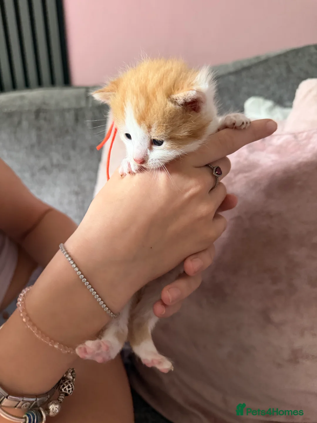 Mixed Breed cats for sale: 3 lovely ginger and ginger & white boy kittens  - Advert 2