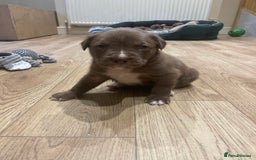 Mixed Breed dogs for sale: 9 Gorgeous pups looking for their forever home - Image 32