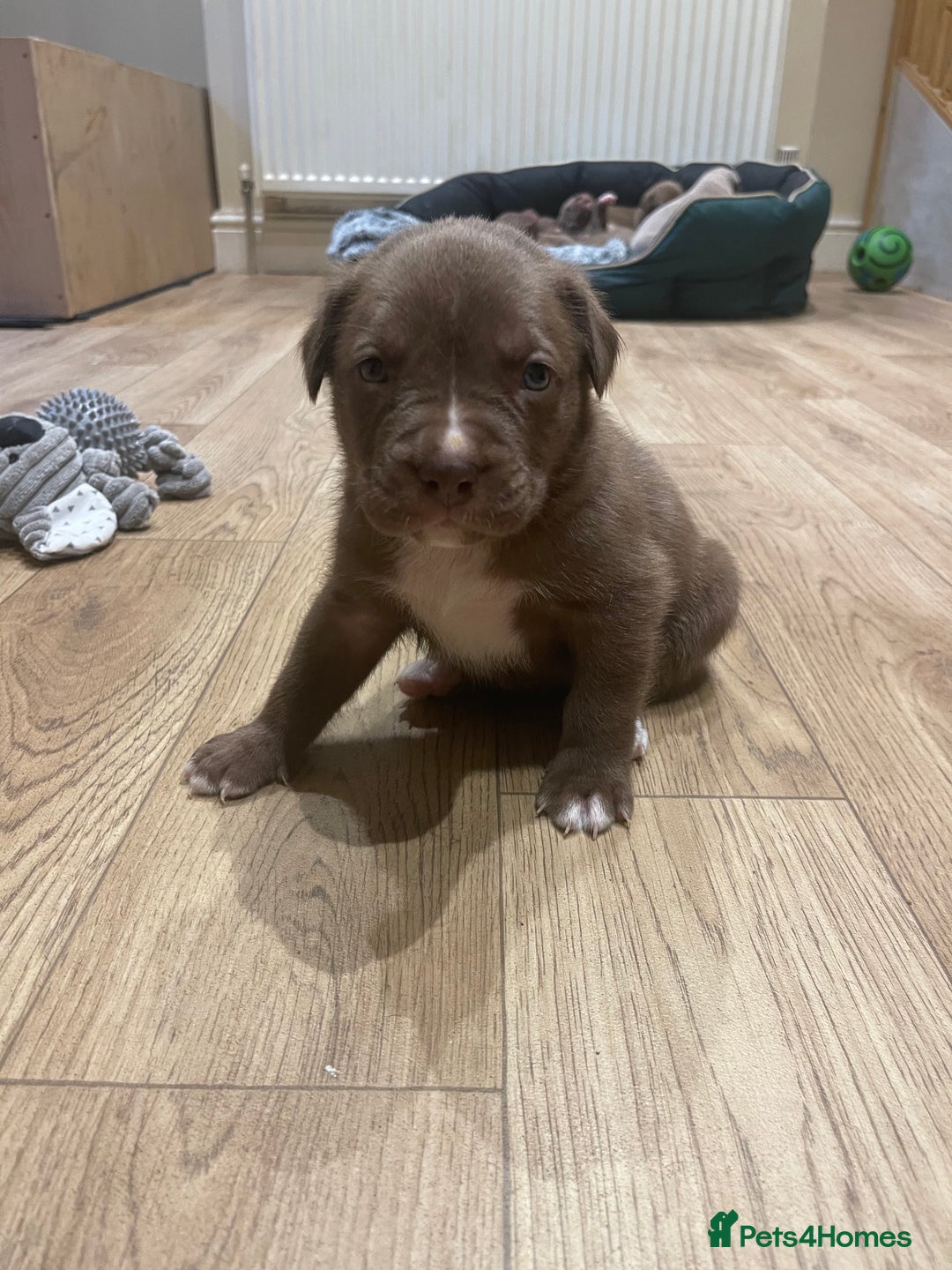 Mixed Breed dogs for sale: 9 Gorgeous pups looking for their forever home - Image 32