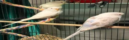 Budgerigars birds for sale: young  budgies available  Wa7  area   - Advert 6
