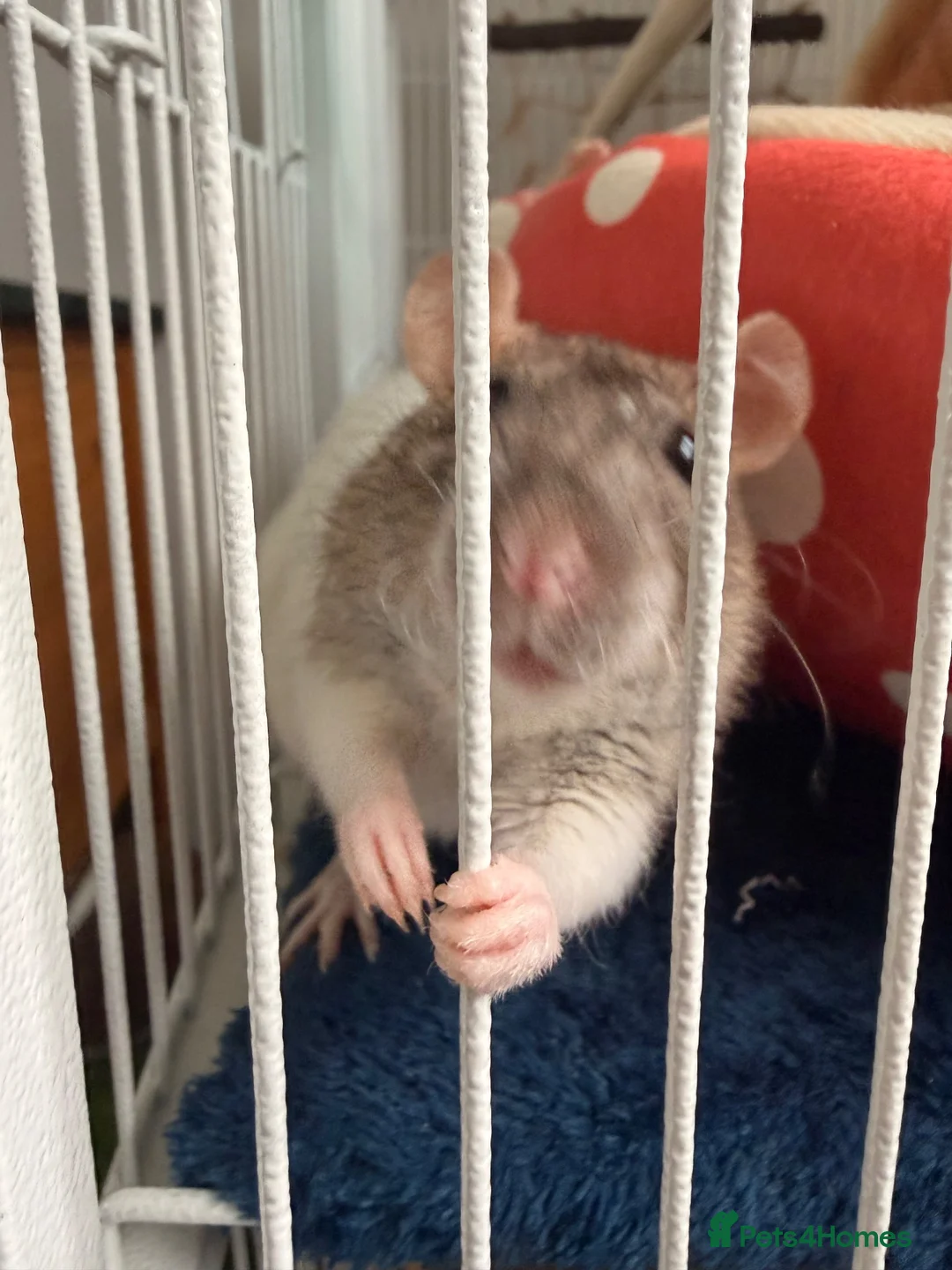 Rat rodents for sale: 3 female rats in Manchester - Advert 6