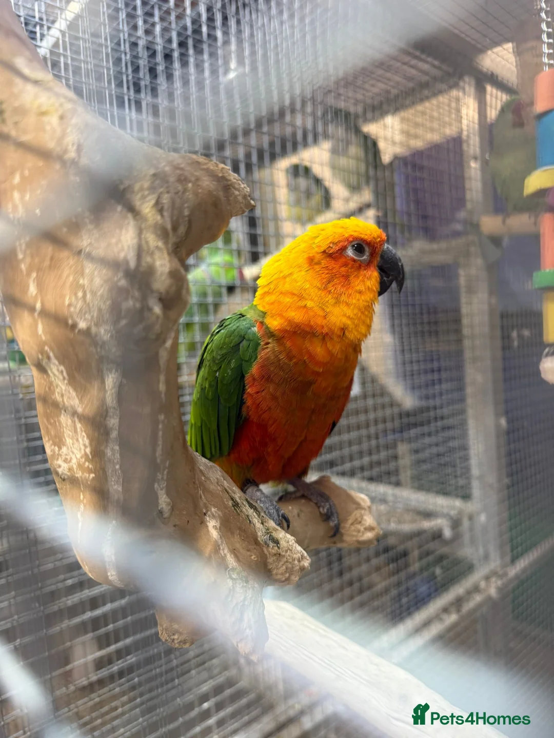 Parrots birds for sale: PARAKEETS/PARROTS/AMAZONs available  - Advert 22