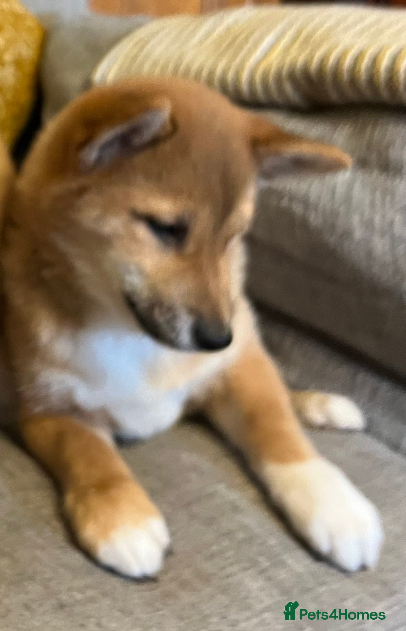 Japanese Shiba Inu dogs K.C reg Red Japanese Shiba Inu Puppies - Advert 8