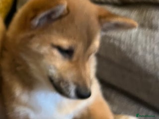 Japanese Shiba Inu dogs K.C reg Red Japanese Shiba Inu Puppies - Advert 1