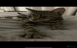 Mixed Breed cats for sale: Mixed breed ragdoll & tabby kittens - Image 22