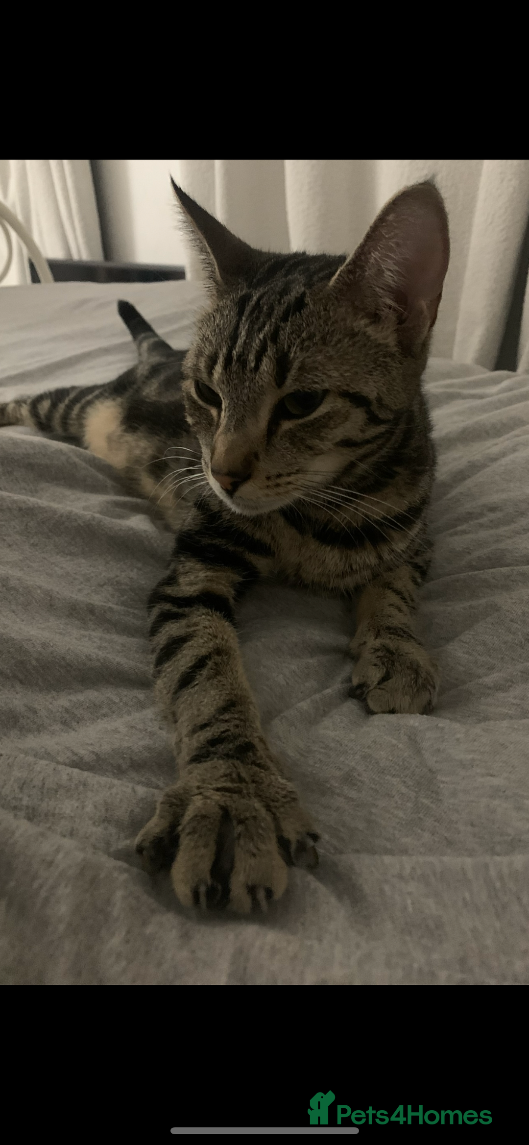 Mixed Breed cats for sale: Mixed breed ragdoll & tabby kittens - Image 22