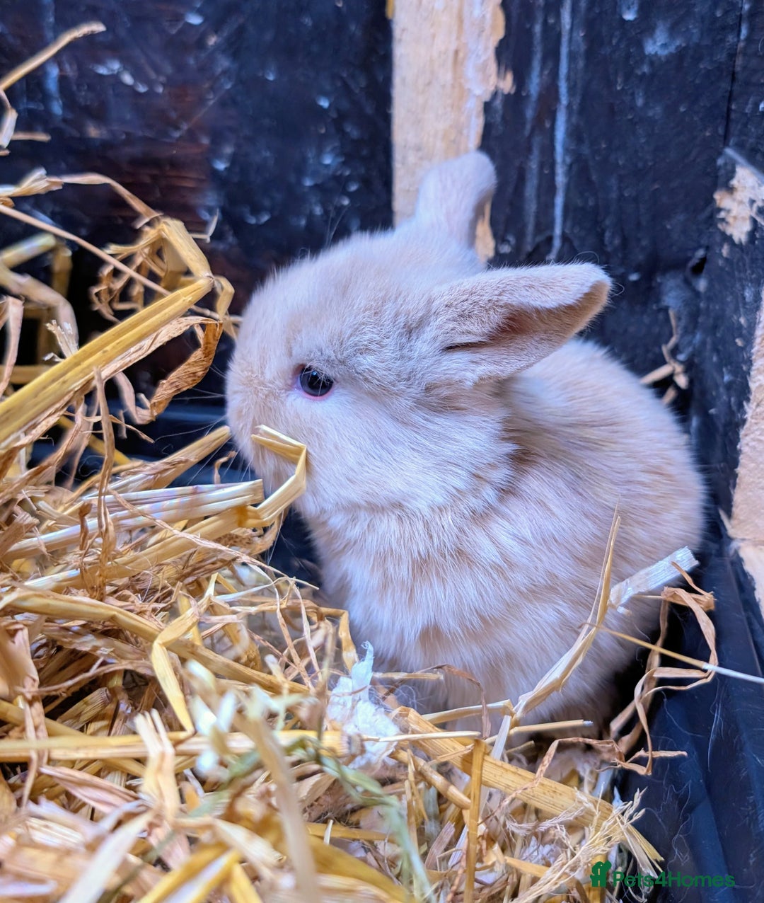 Mini Lop rabbits for sale: ❤️🐰Mini lop bunnies🐰❤️ - Image 16