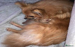 Pomchi dogs for sale: 💙🩵stunning only boy pomchi🩵💙 - Image 4