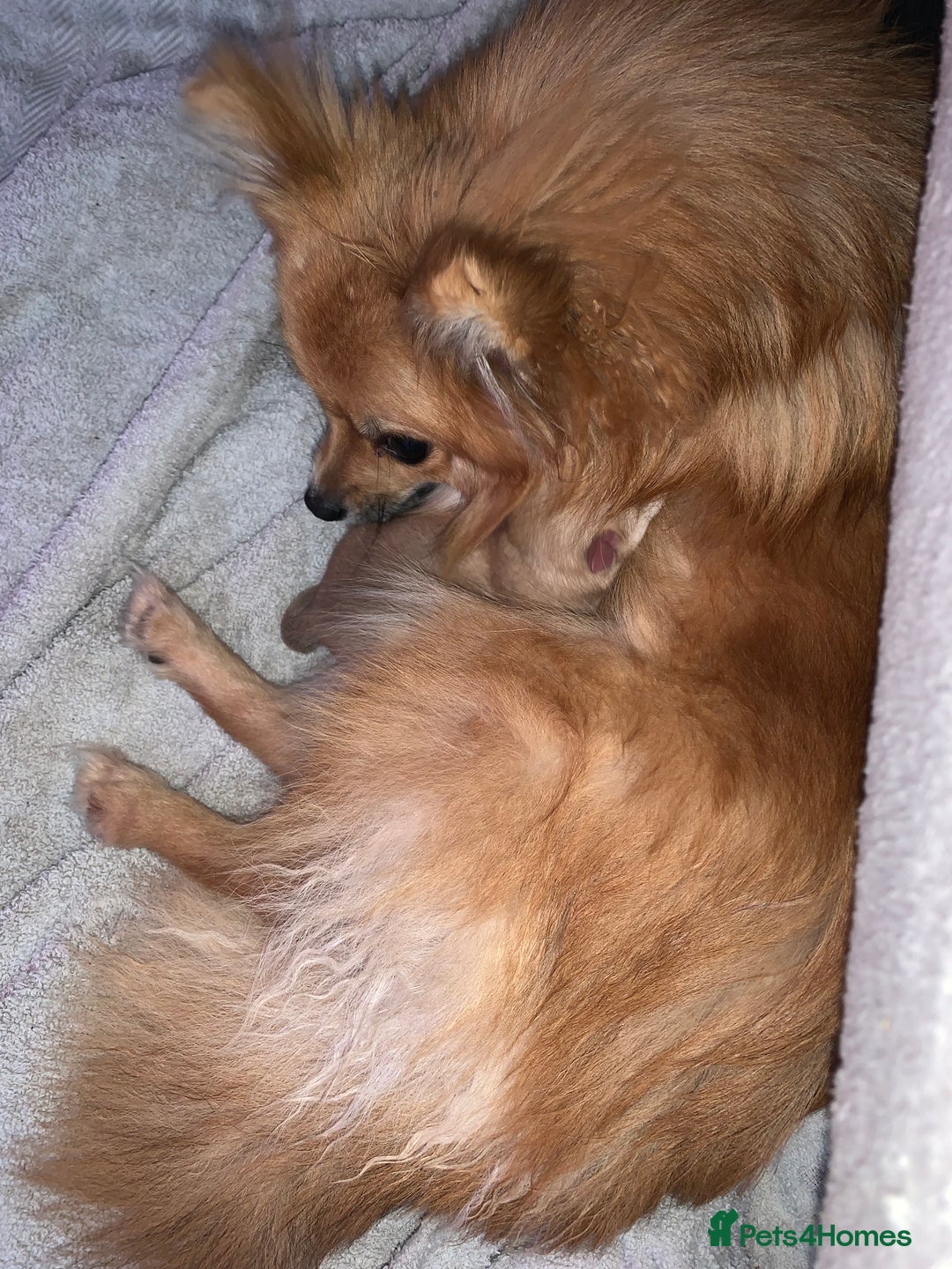 Pomchi dogs for sale: 💙🩵stunning only boy pomchi🩵💙 - Image 4