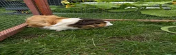 Guinea Pig rodents for sale: Brothers bonded in Carterton - Advert 2