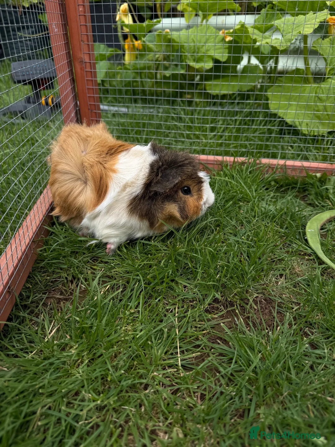 Guinea Pig rodents for sale: Brothers bonded in Carterton - Advert 2