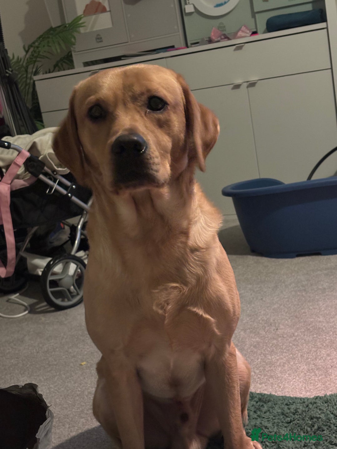 Labrador Retriever dogs for sale: Golden labrador - Advert 1