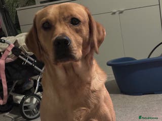 Labrador Retriever dogs Golden labrador - Advert 1