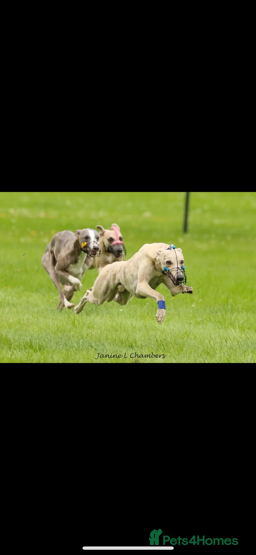 Whippet dogs for stud: KC Registered Blue Brindle for stud in Barnsley - Advert 6