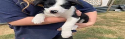 Smooth Collie dogs for sale: Collie Puppies - Advert 6