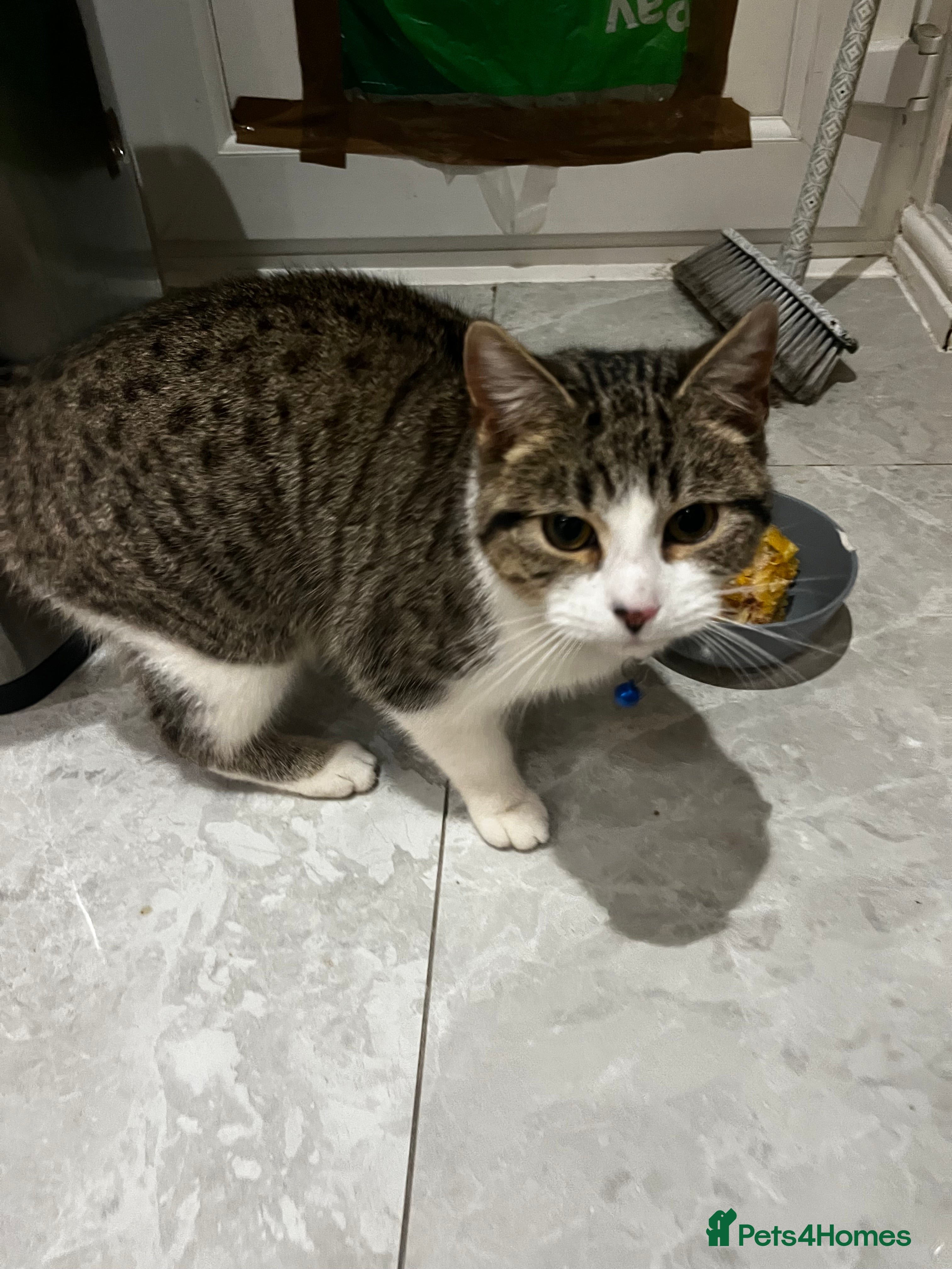 Mixed Breed cats Male Tabby 9 Months Old - Advert 2