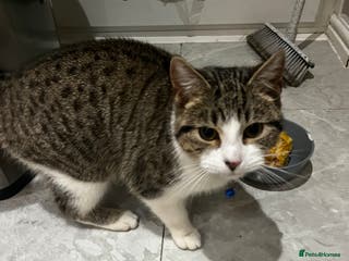 Mixed Breed cats Male Tabby 9 Months Old - Advert 4