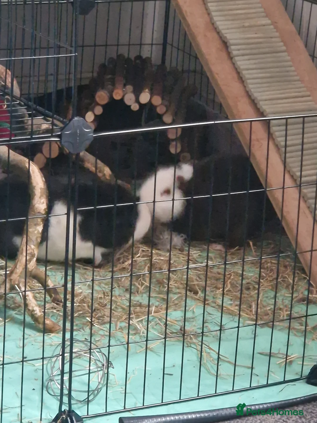 Guinea Pig rodents for sale: 2 male guinea pigs in Barnsley - Advert 1