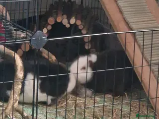 Guinea Pig rodents 2 male guinea pigs in Barnsley - Advert 13