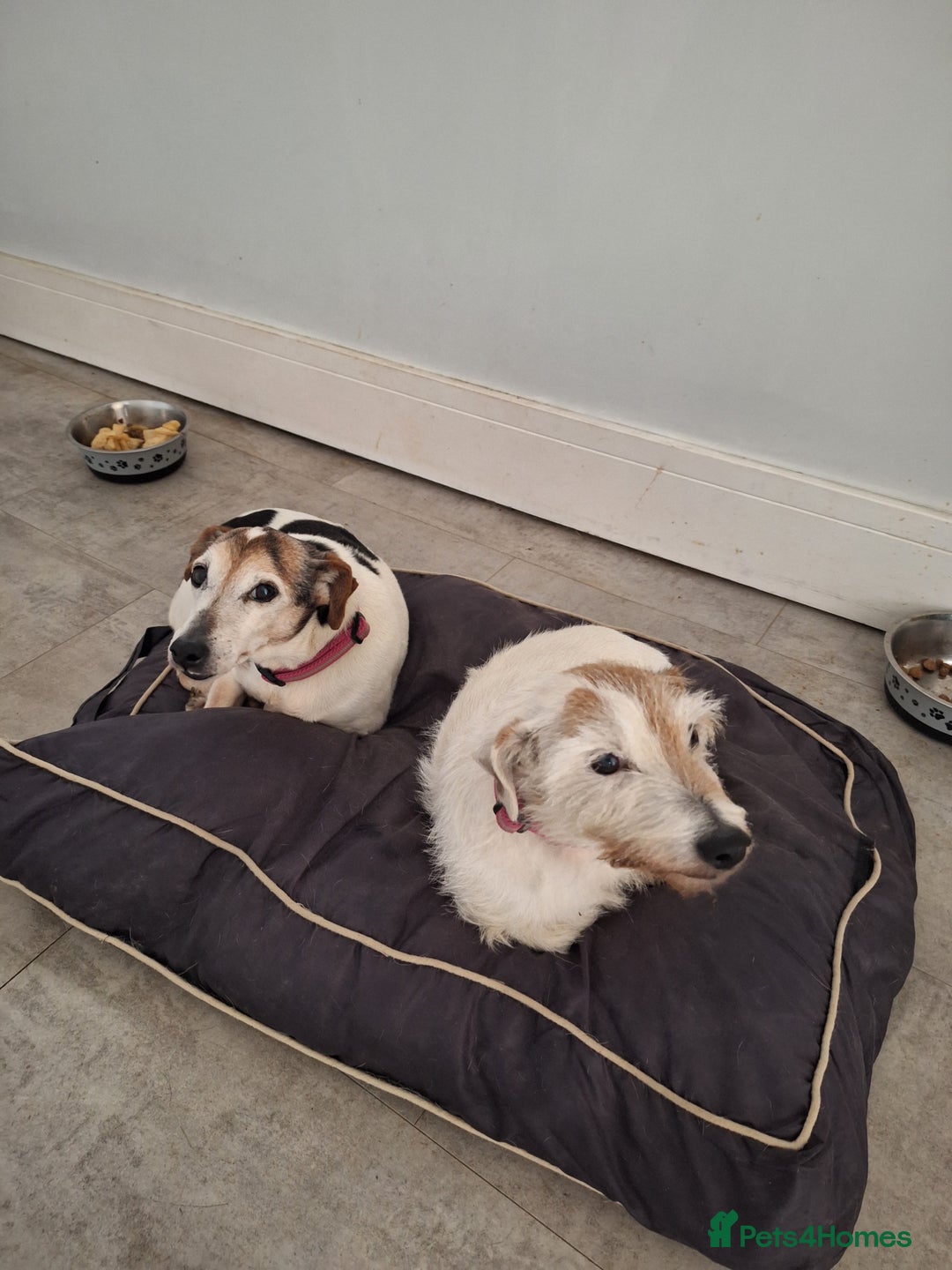 Jack Russell dogs for adoption: 2 x Jack russels 14yrs old - Image 2