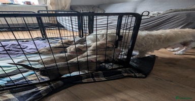 Glen of Imaal Terrier dogs - Advert 7