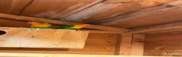 Lovebirds birds for sale: 2 pairs of love birds breeding pairs  - Advert 6