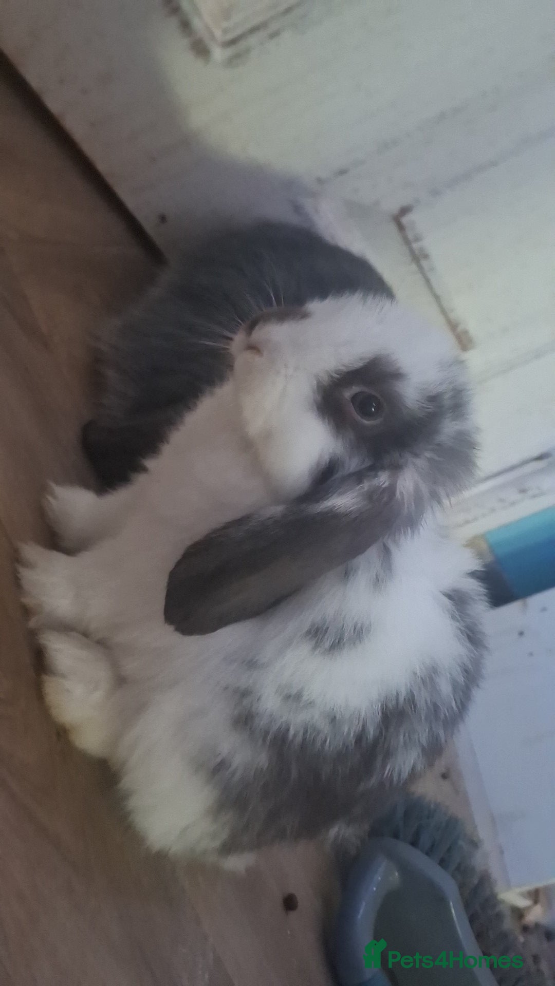 Mini Lop rabbits for sale: 4 beautiful mini lops ready to leave now. - Advert 2